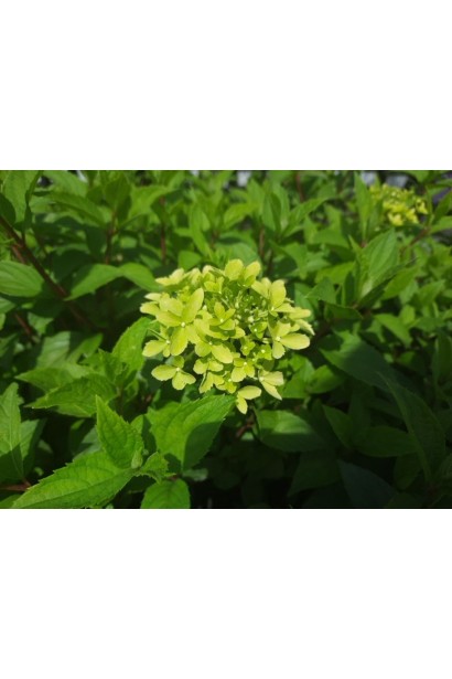 Гортензия метловидная Диамантино распускание цветов